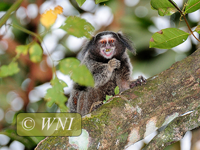 Black-tufted Marmoset (Callithrix penicillata)